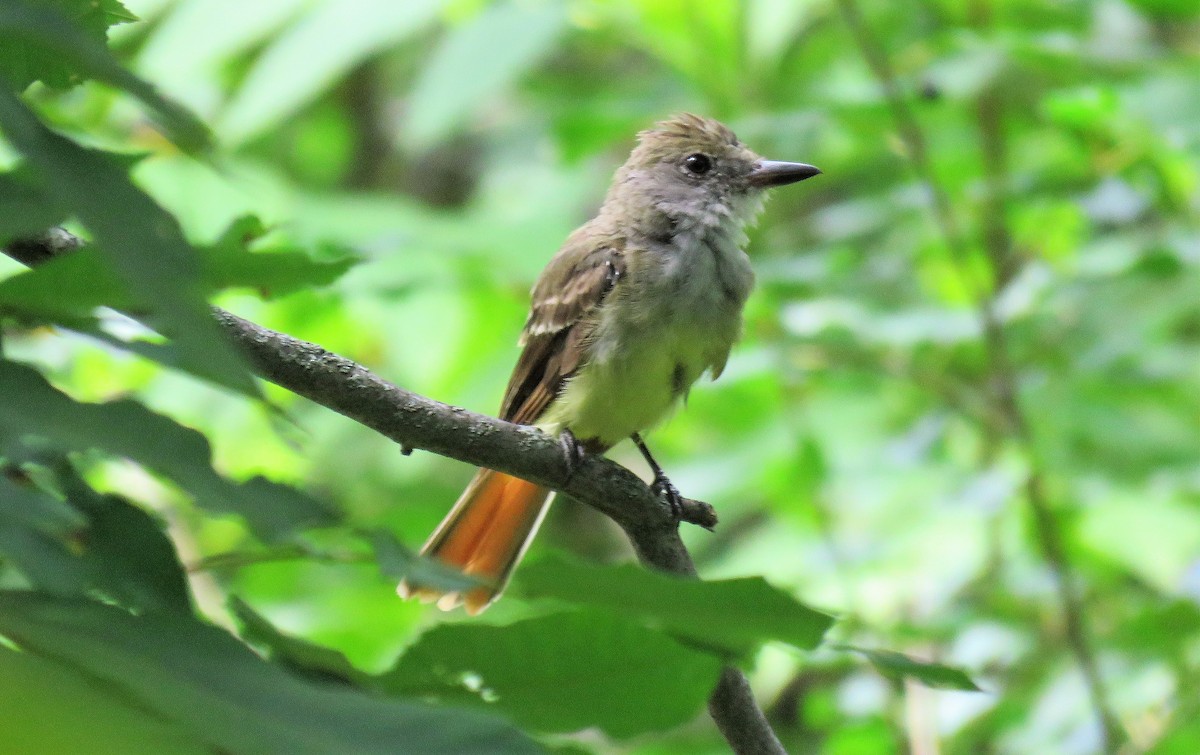 Great Crested Flycatcher - ML605694271