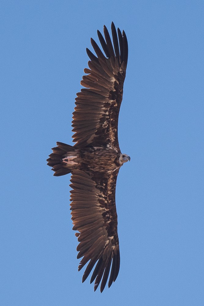 Cinereous Vulture - ML605698171