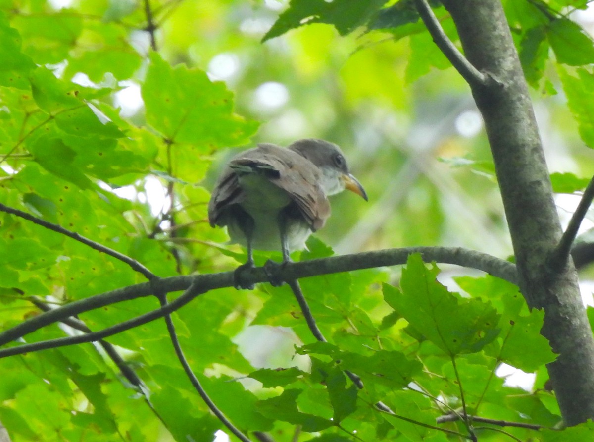 New York Breeding Bird Atlas Checklist - 21 Aug 2023 - Hope Goddard ...