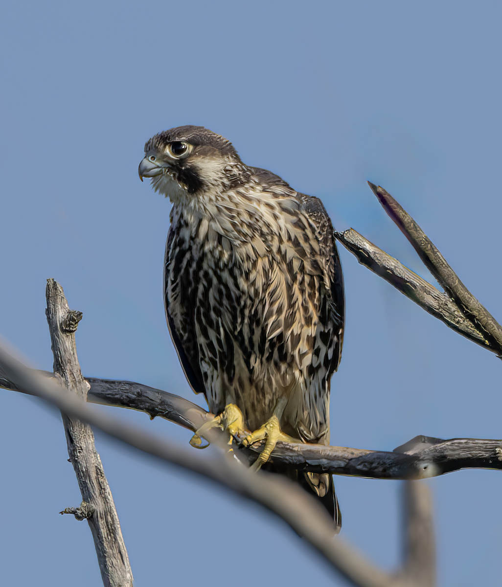 日行性猛禽類- eBird