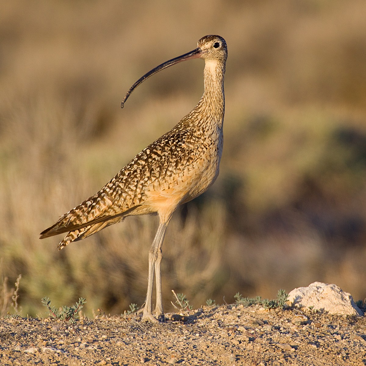 Long-billed Curlew - ML60570701
