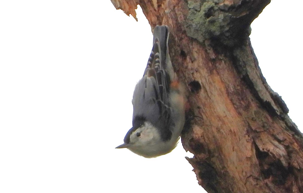 White-breasted Nuthatch - ML605707391