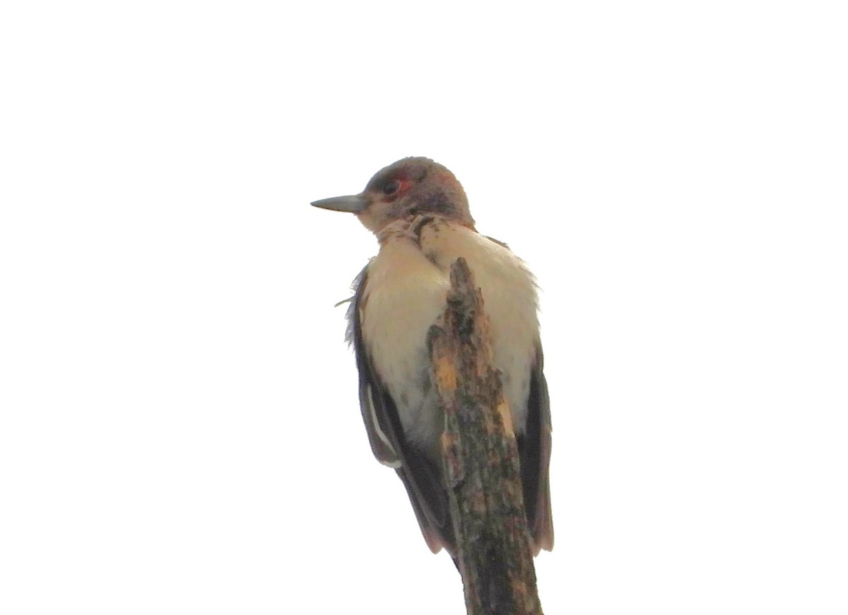 Red-headed Woodpecker - ML605707651