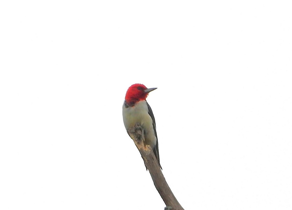 Red-headed Woodpecker - ML605707661
