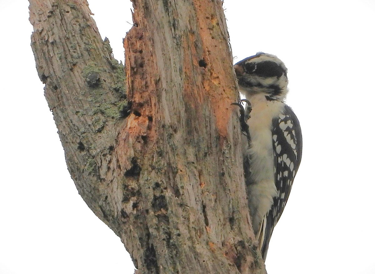 Hairy Woodpecker - ML605707821