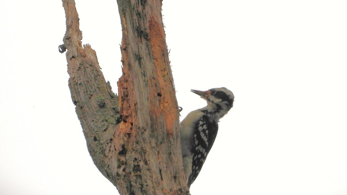 Hairy Woodpecker - Ken Vinciquerra