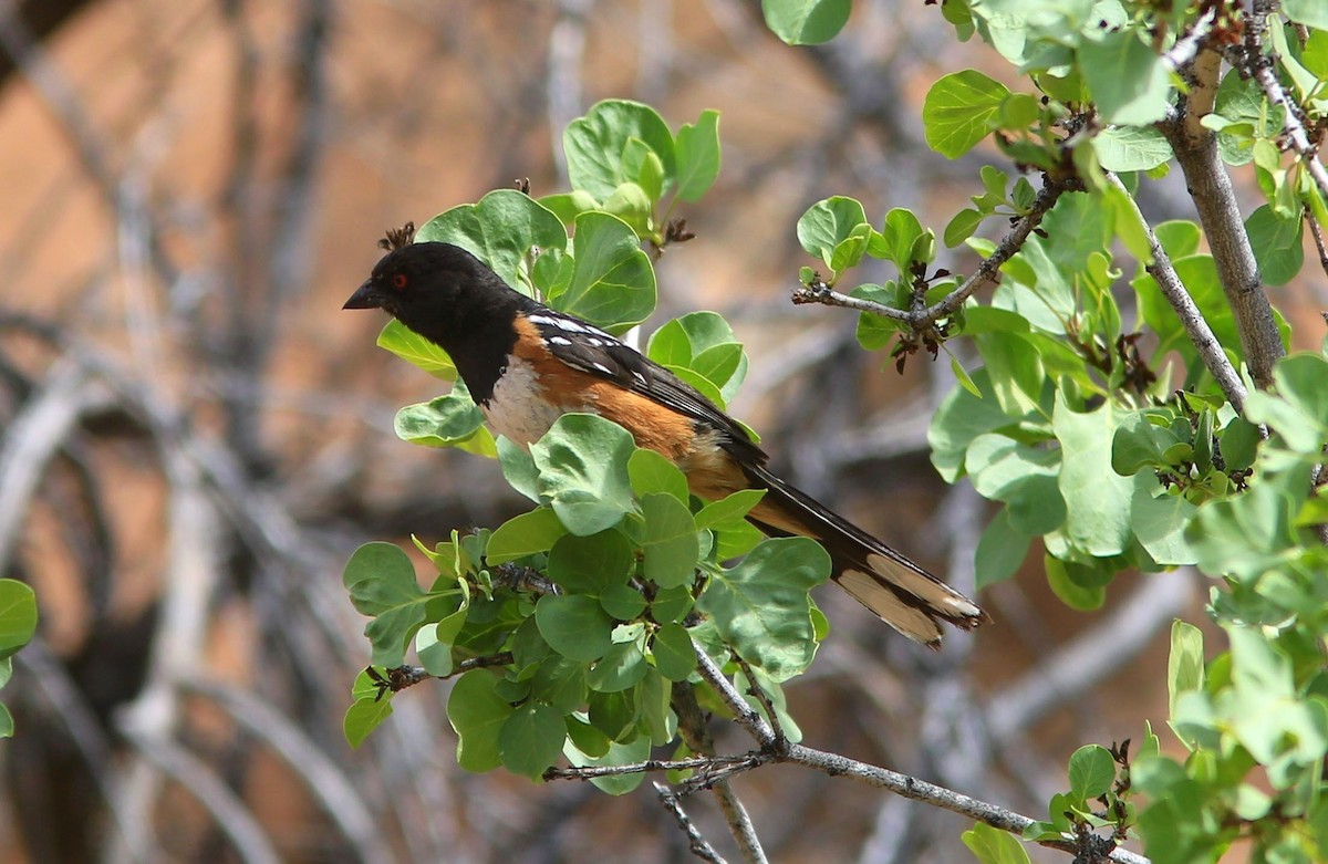 Spotted Towhee - ML60570921