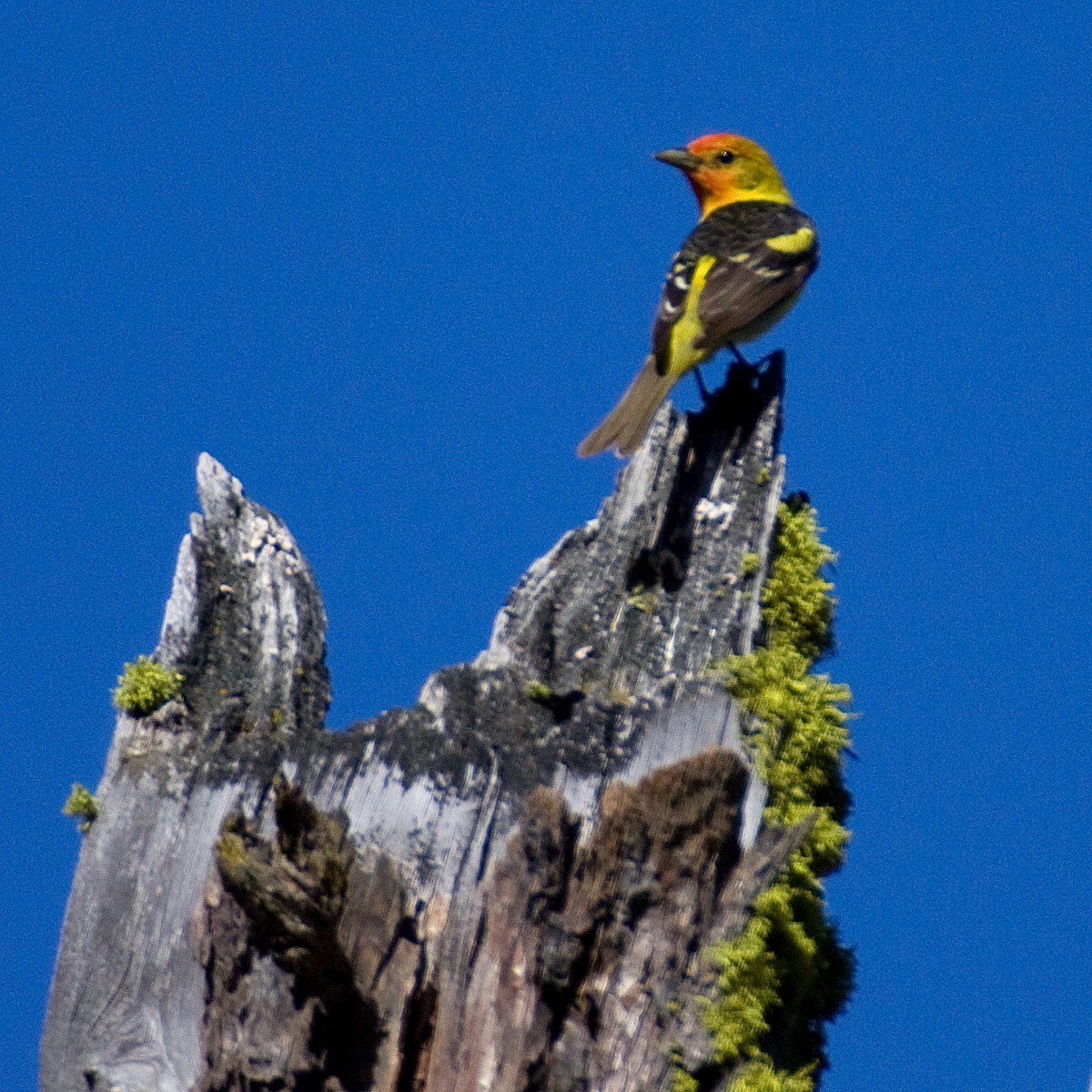 Western Tanager - Dan Vickers