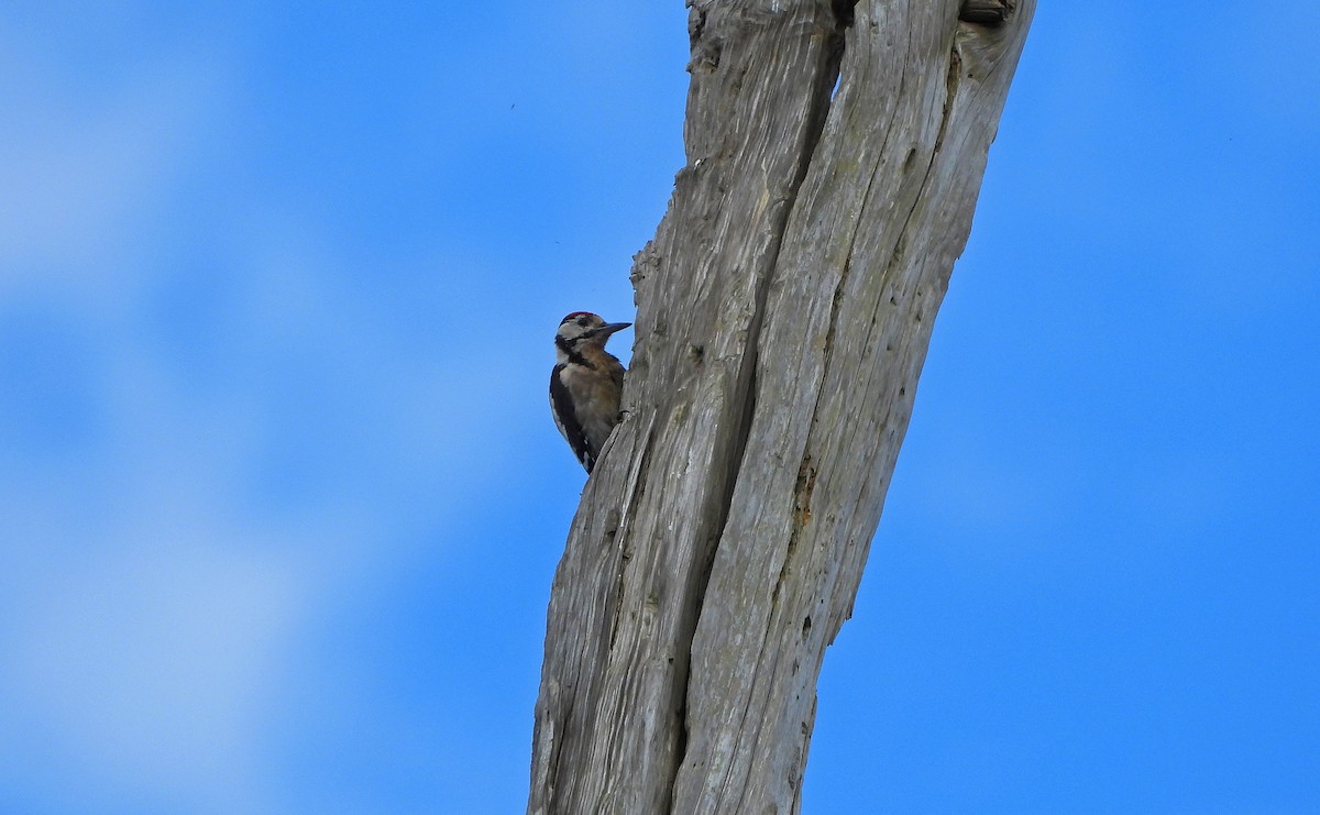 Great Spotted Woodpecker - ML605711321