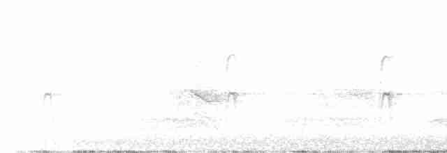 Steller's Jay (Southwest Interior) - ML605718421
