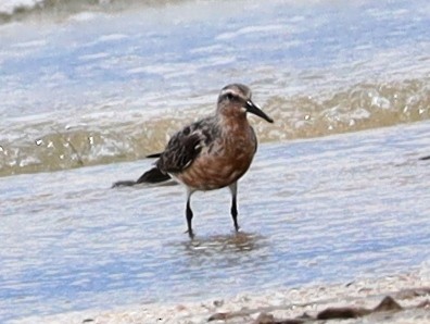 Red Knot - ML605718551