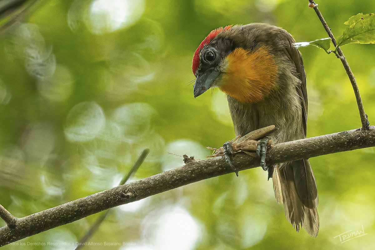 Scarlet-crowned Barbet - David Alfonso Bejarano Bonilla