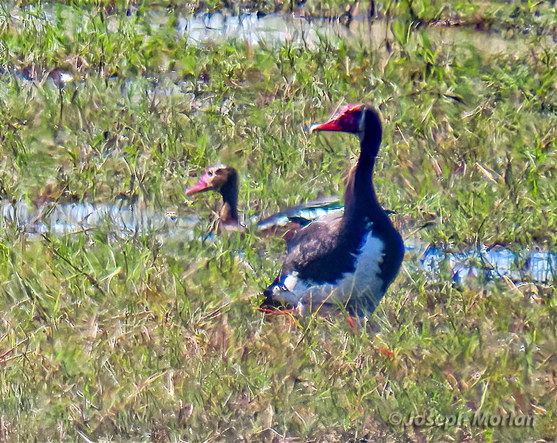 Spur-winged Goose - ML605723091