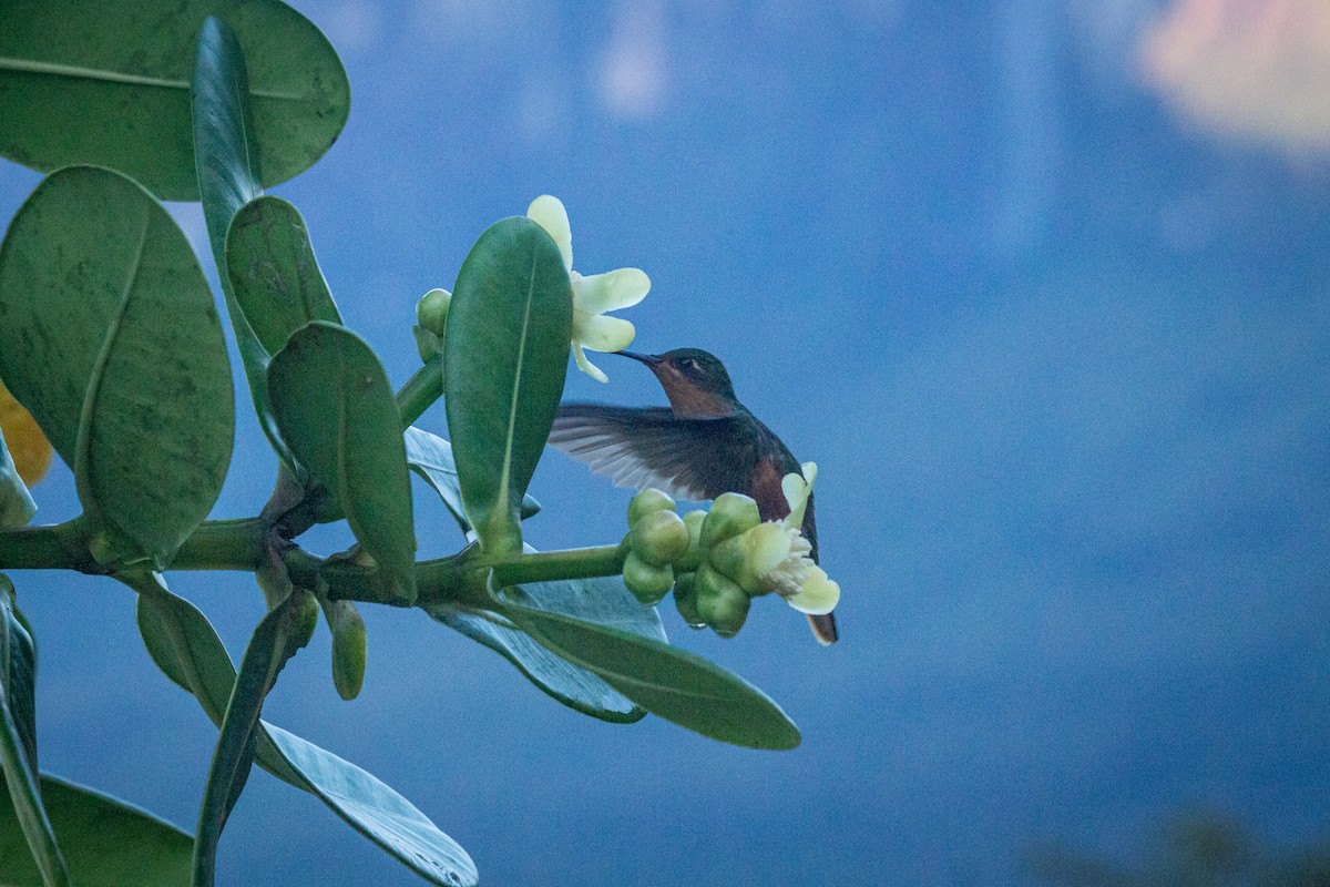 kolibřík rezavobřichý - ML605726511