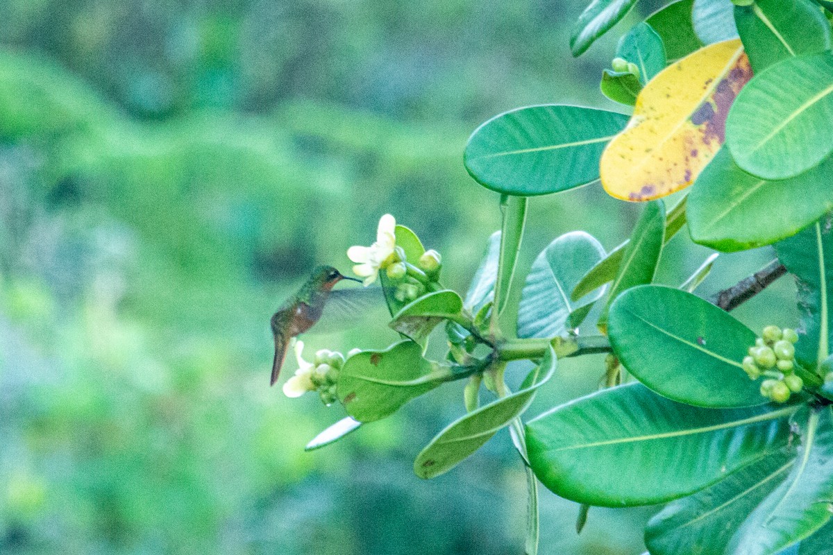 kolibřík rezavobřichý - ML605726561