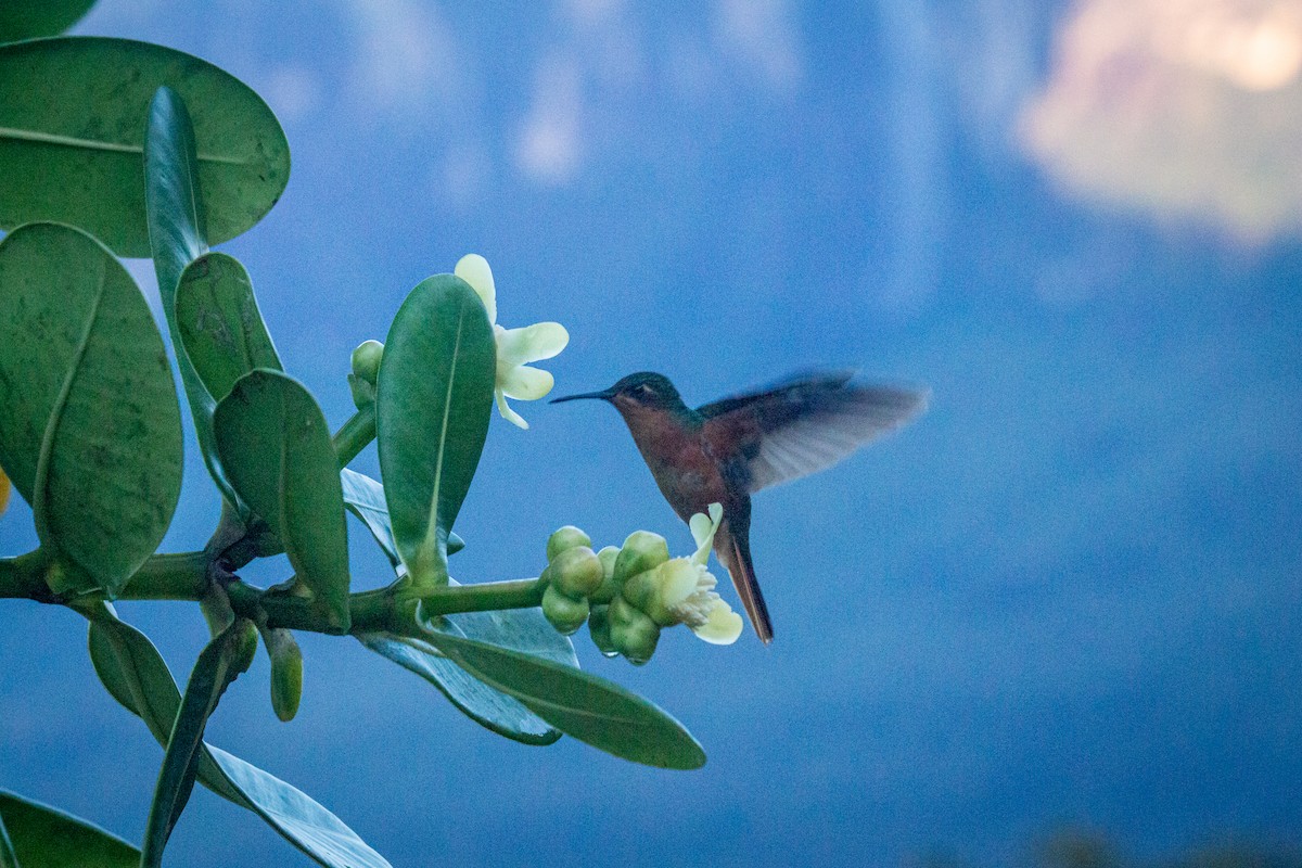 kolibřík rezavobřichý - ML605726601