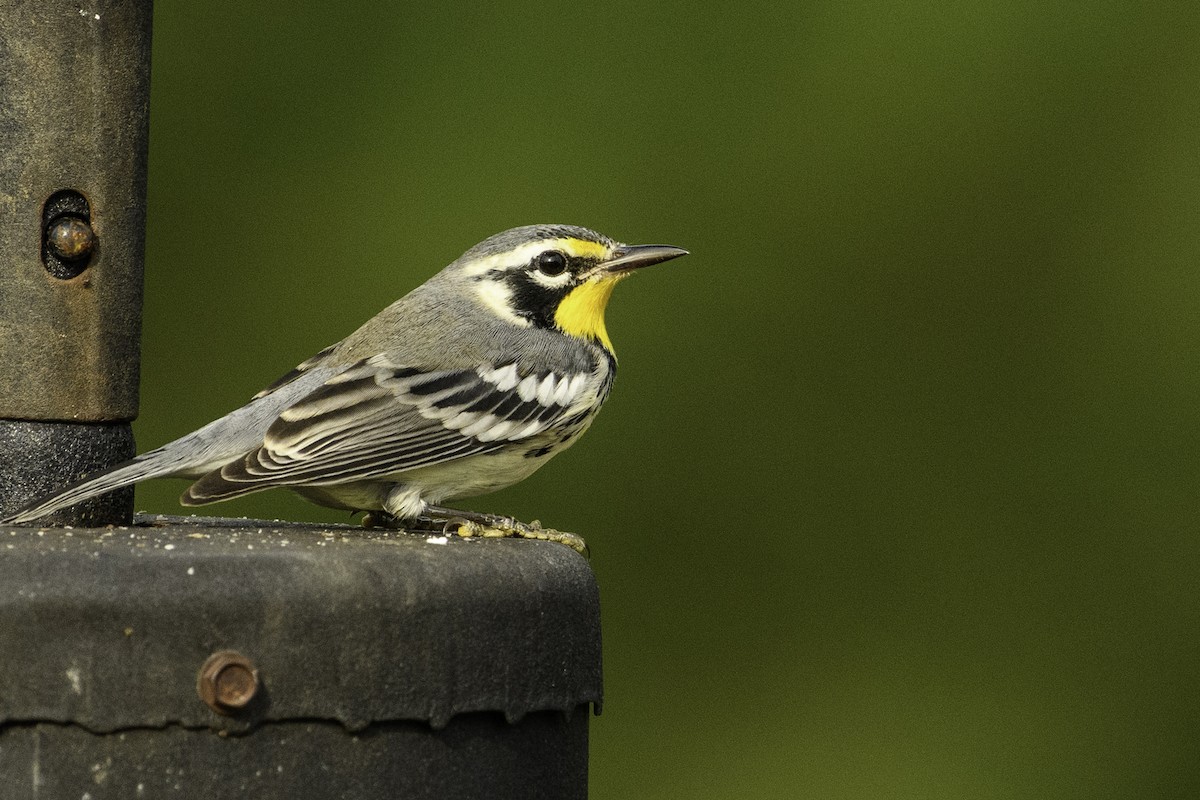 Yellow-throated Warbler - Keith Kennedy