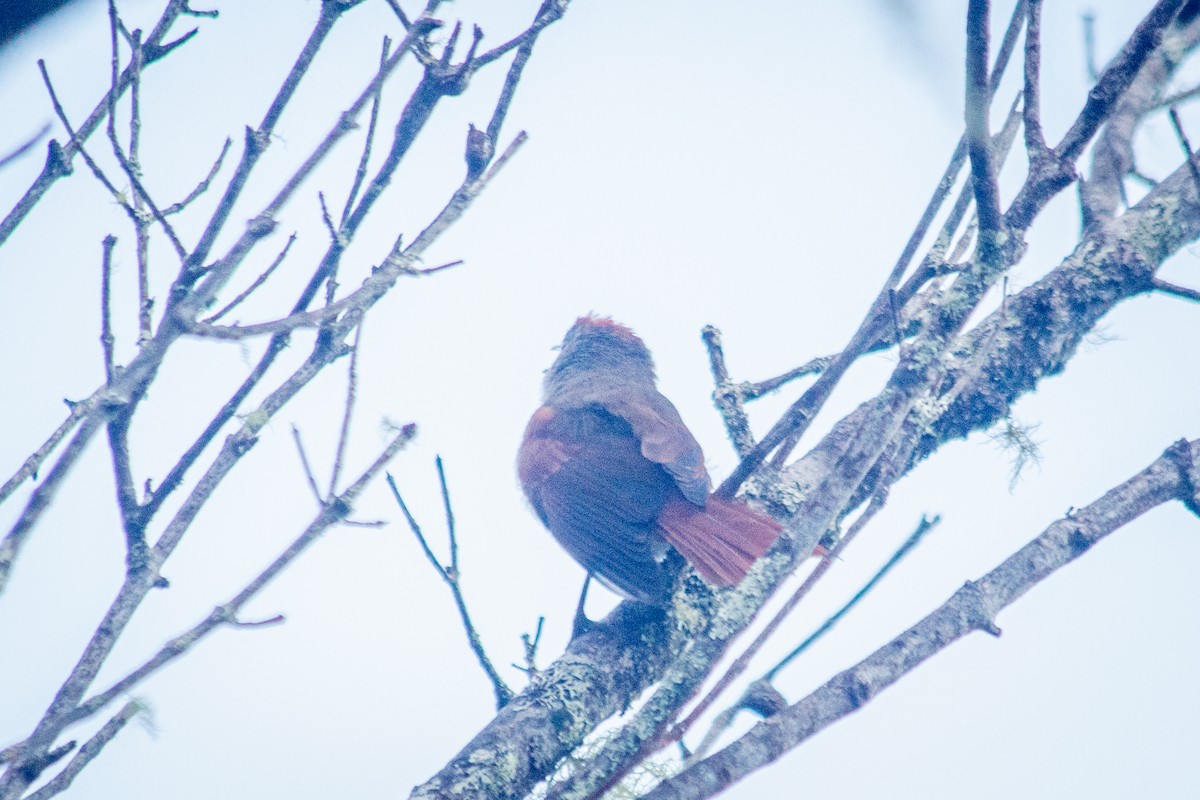 Tepui Spinetail - Francisco Russo