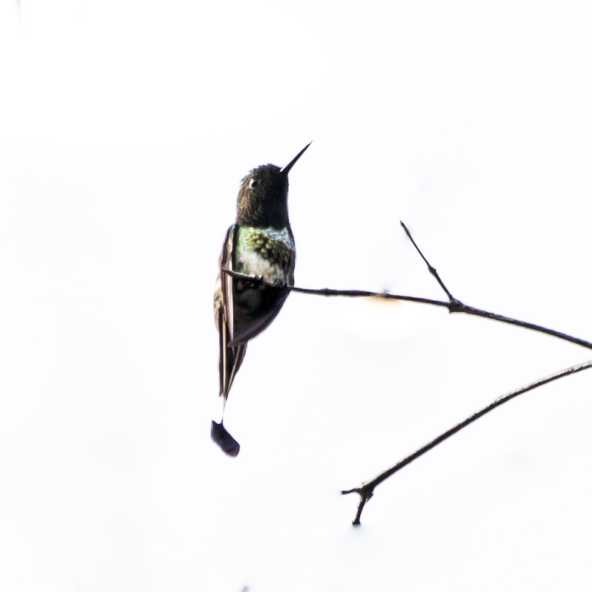 kolibřík pálkoocasý - ML605731601