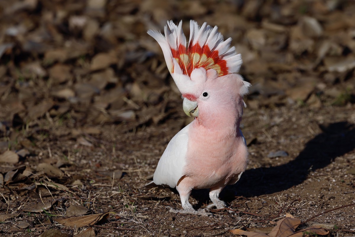 Pink Cockatoo - Elspeth M
