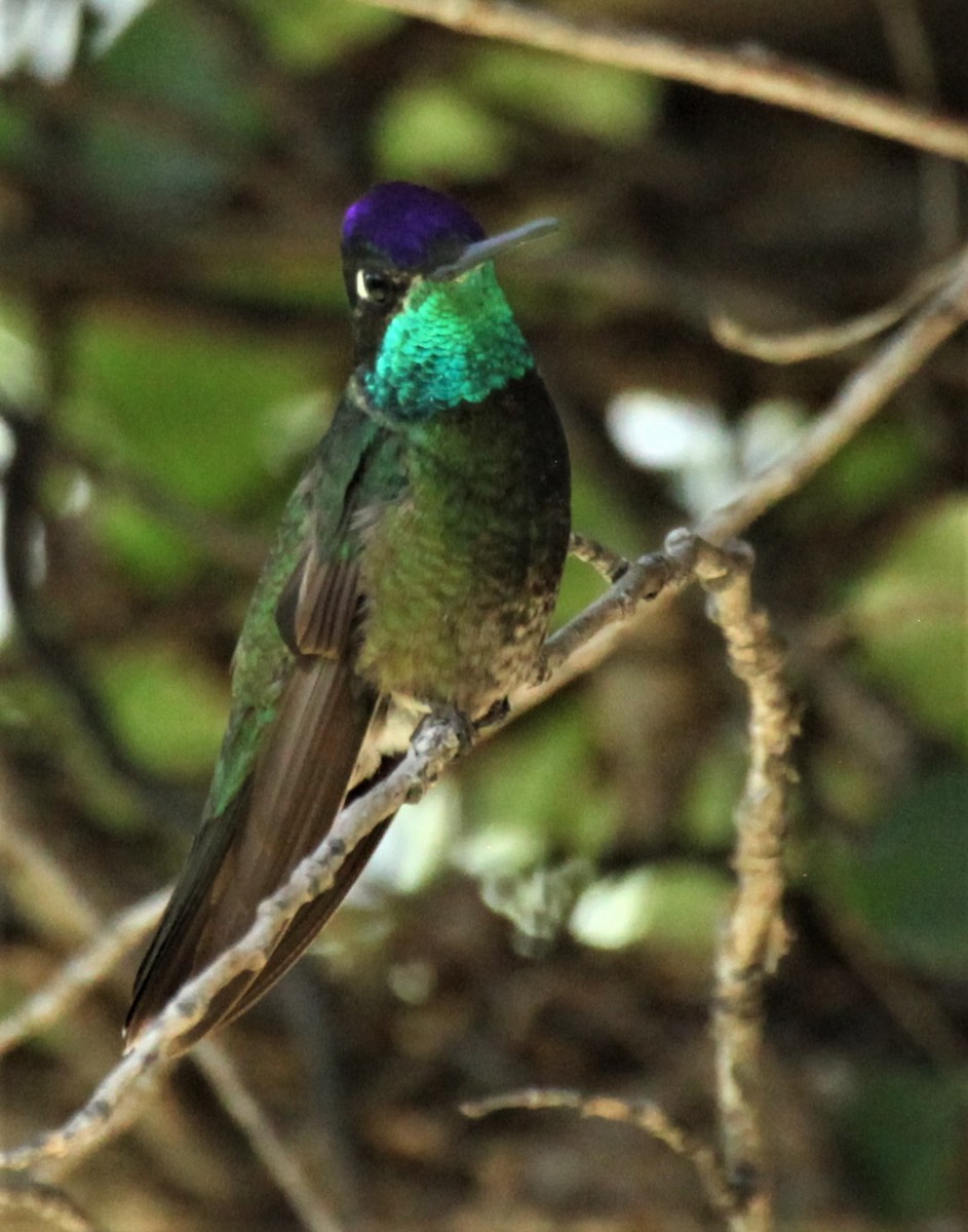 Ebird Checklist Aug Cave Creek Canyon Southwestern Research Station Species