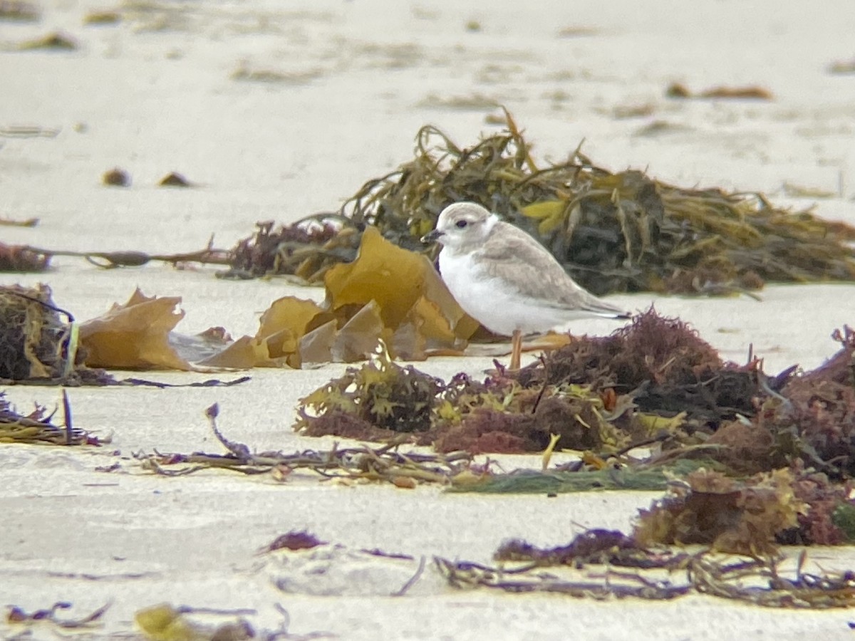Piping Plover - ML605732501