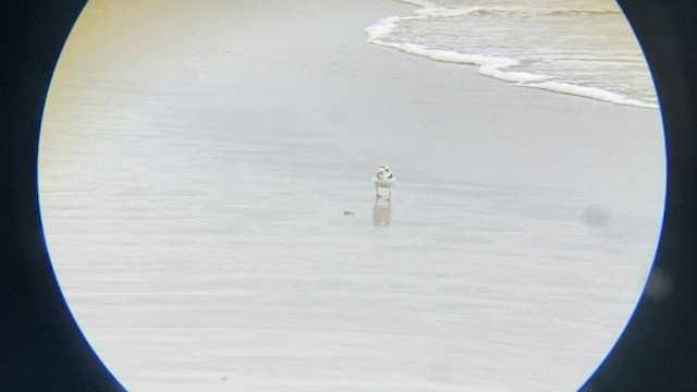 Piping Plover - ML605732631