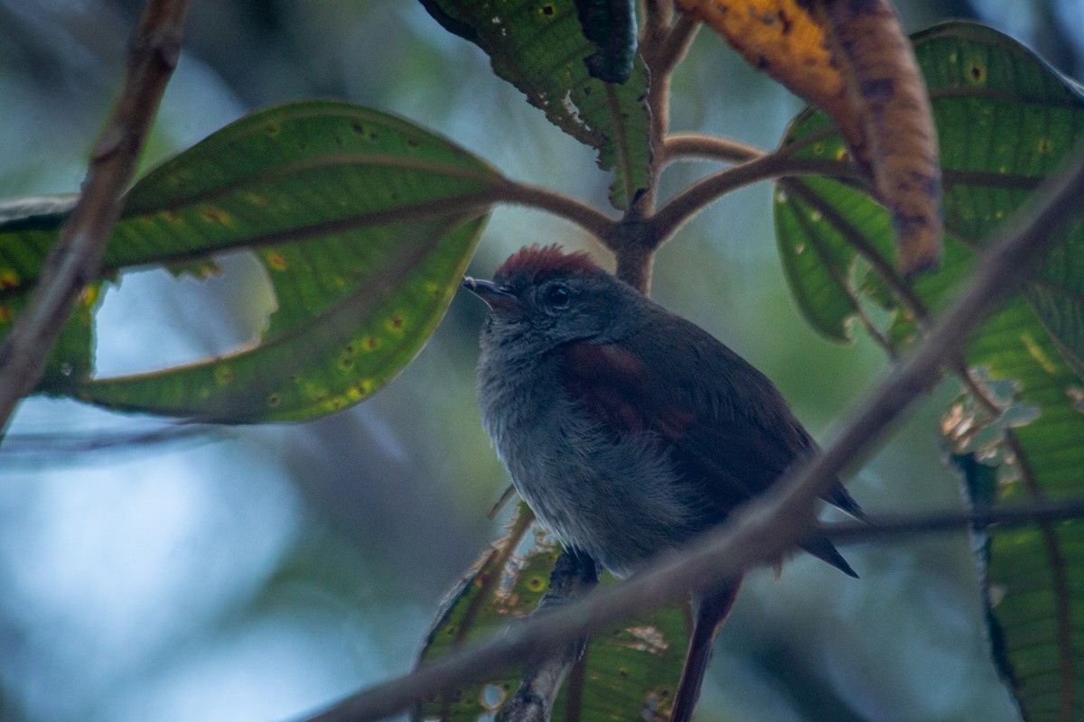 Tepui Spinetail - Francisco Russo