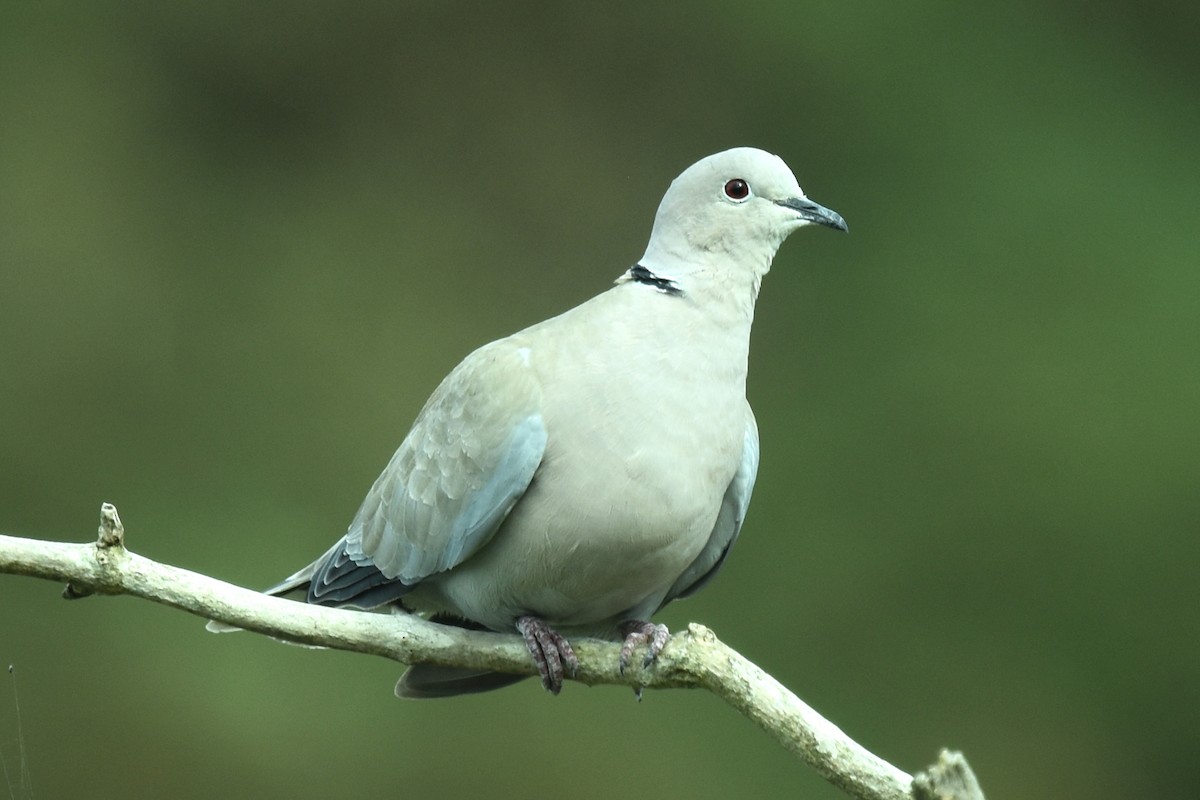 Eurasian Collared-Dove - ML605733481