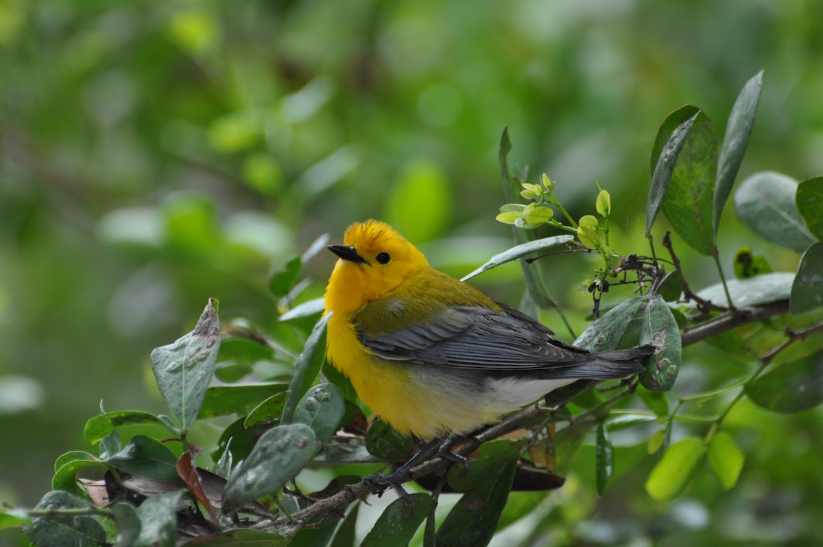 Prothonotary Warbler - ML605733501