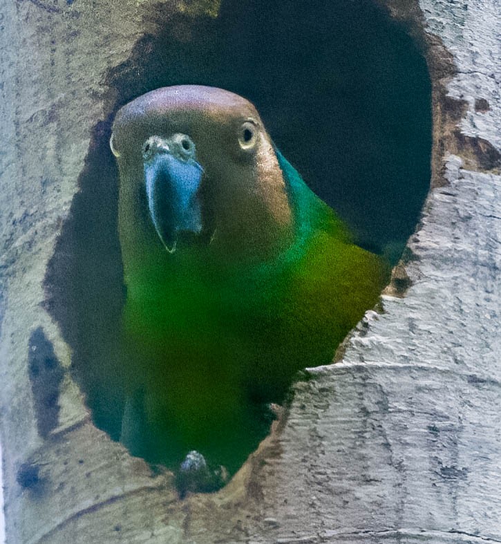 Red-cheeked Parrot - ML605733571