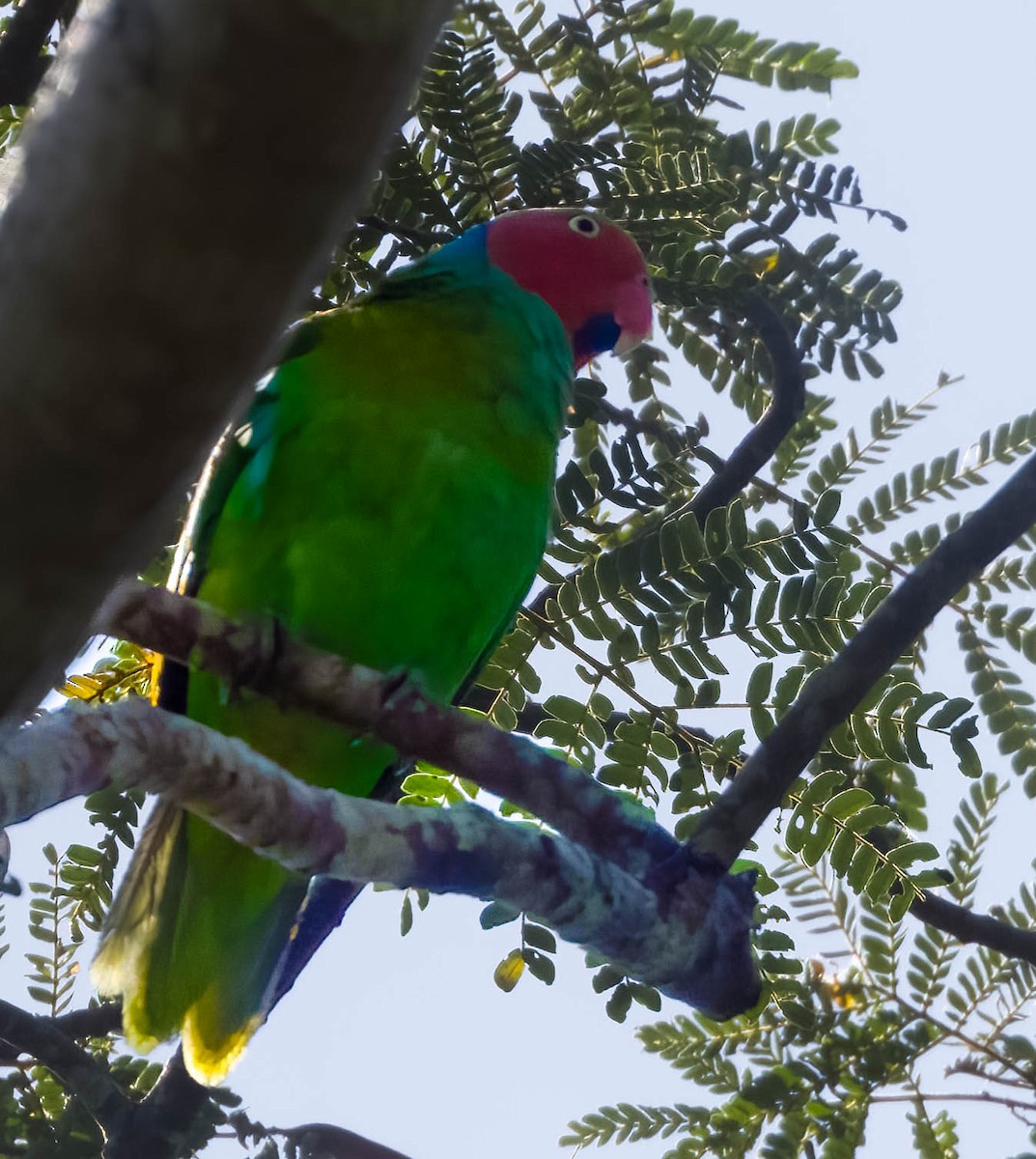 Red-cheeked Parrot - ML605733581