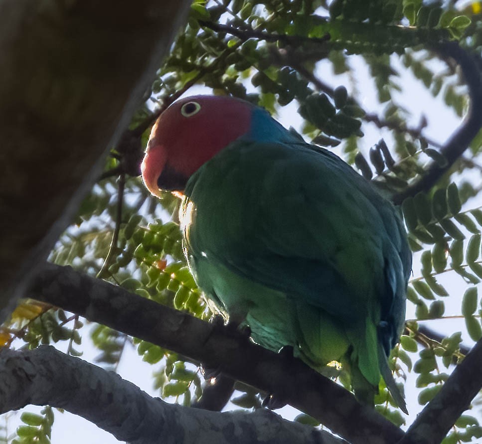 Red-cheeked Parrot - ML605733591
