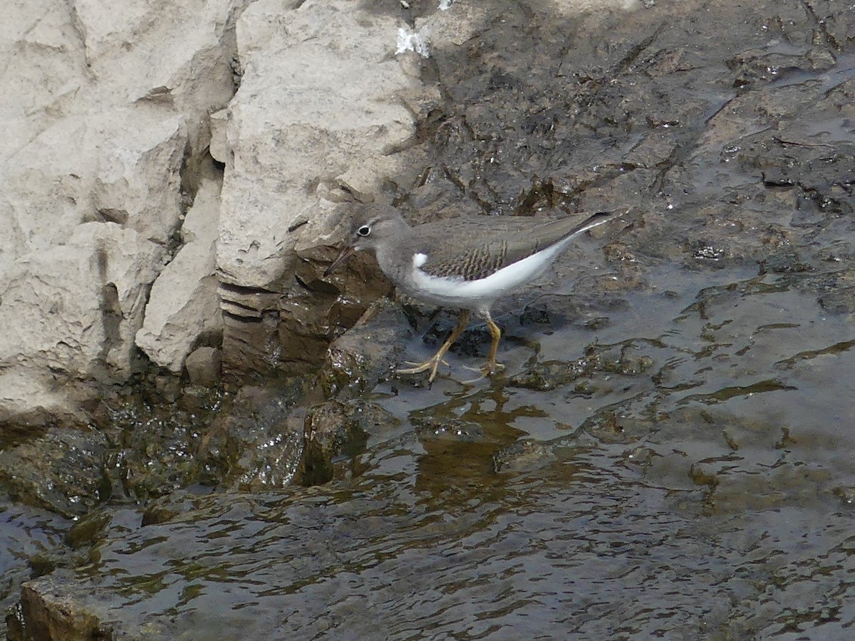 EBird Canada Checklist 21 Aug 2023 Barrage Du Grand Moulin 14 Species