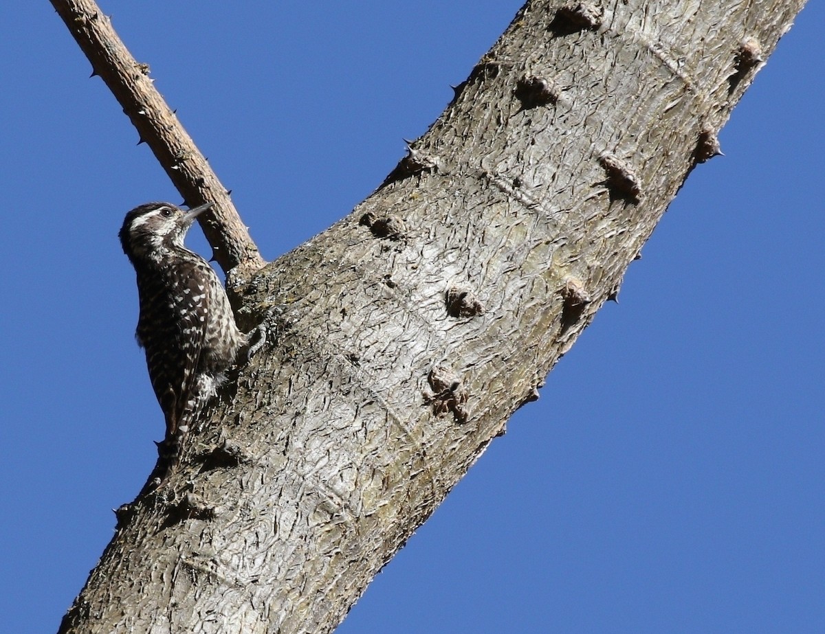 Striped Woodpecker - Richard Greenhalgh