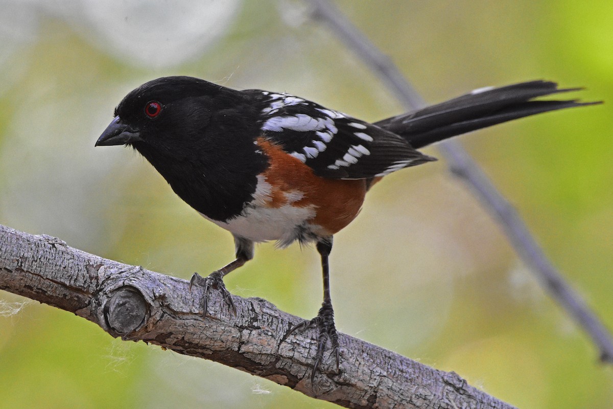 Spotted Towhee - Nate Gowan