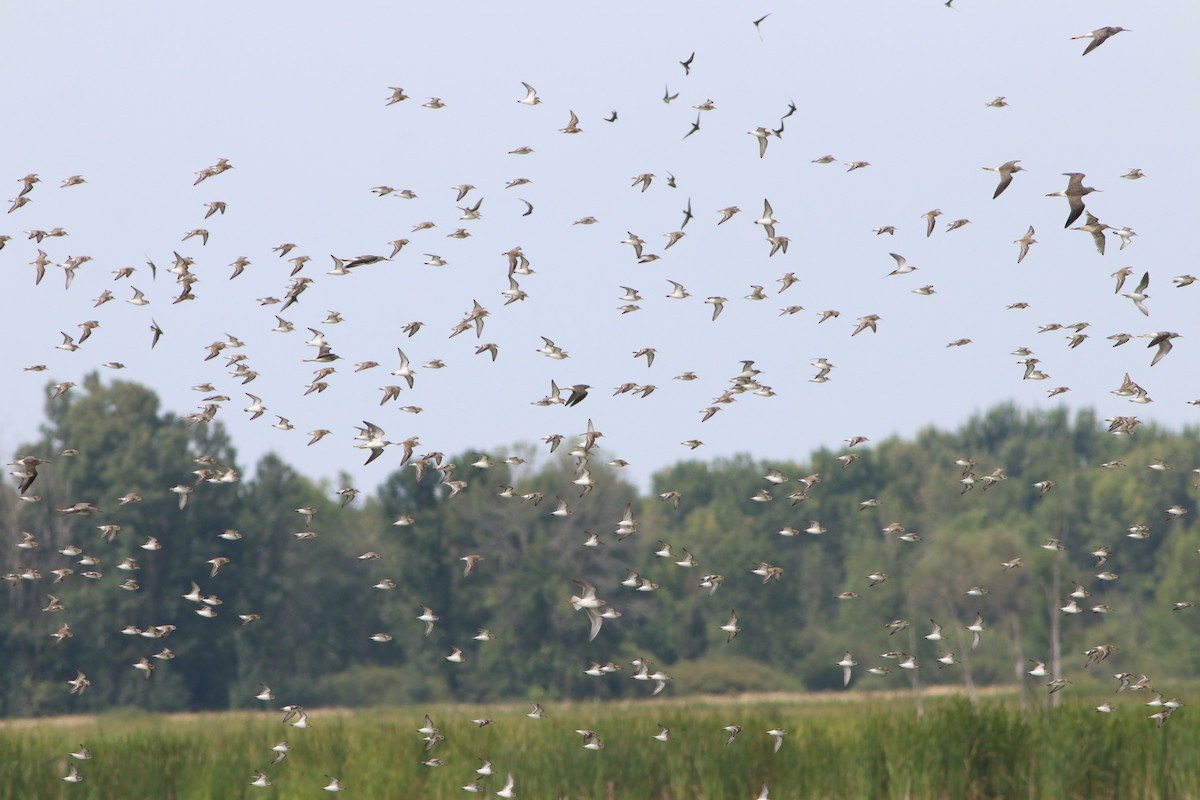 eBird Checklist 21 Aug 2023 BaieduFebvre (station d'épuration
