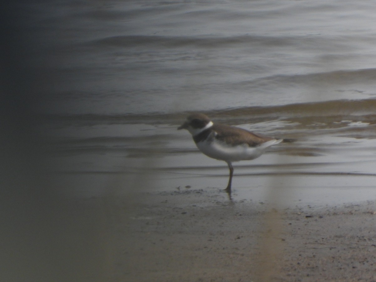 Semipalmated Plover - ML605741861