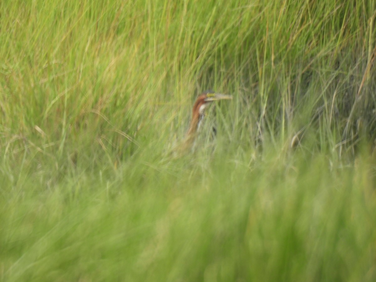 New York Breeding Bird Atlas Checklist 21 Aug 2023 Timber Point