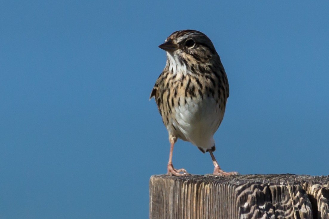 Lincoln's Sparrow - Carole Rose