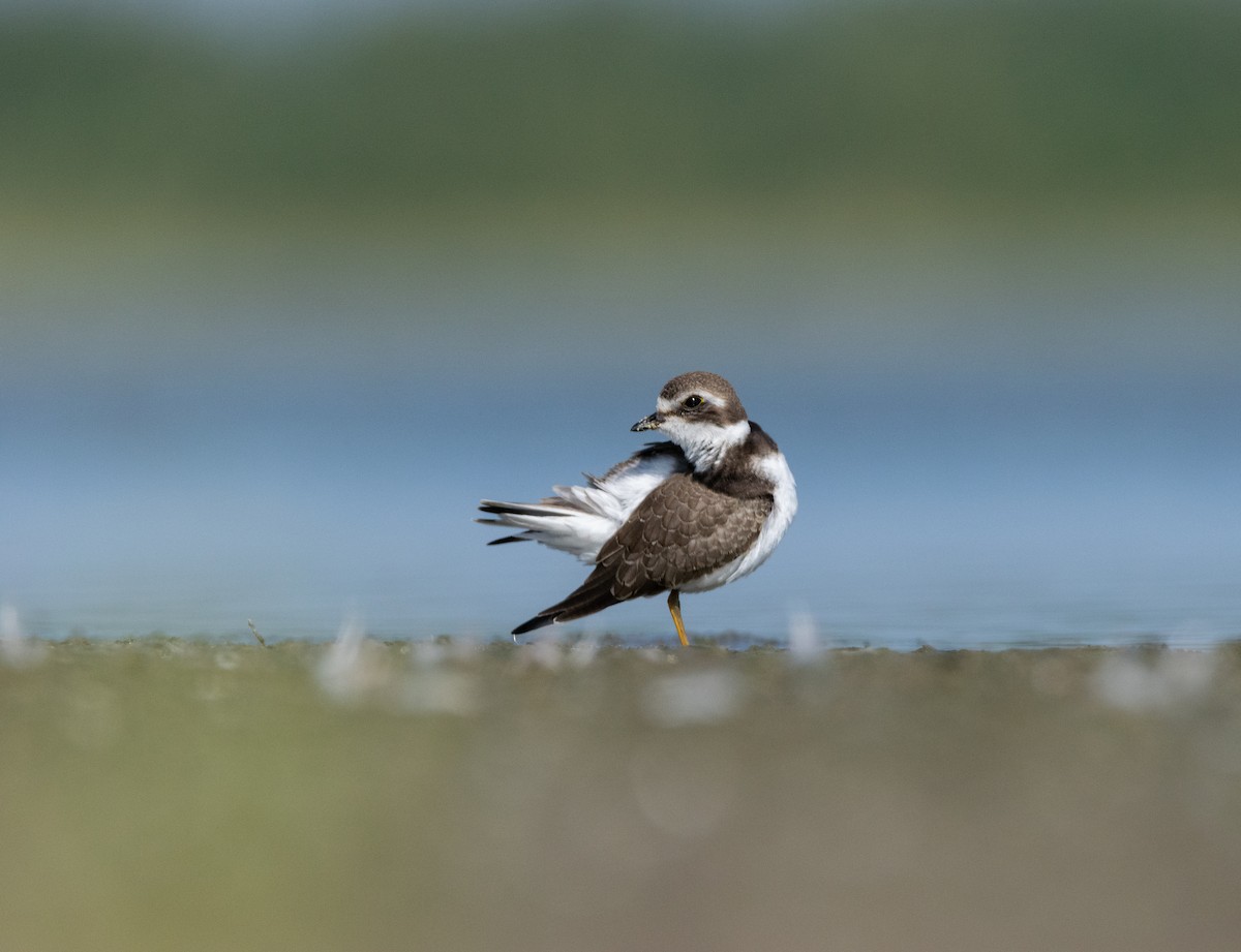 Semipalmated Plover - ML605749471