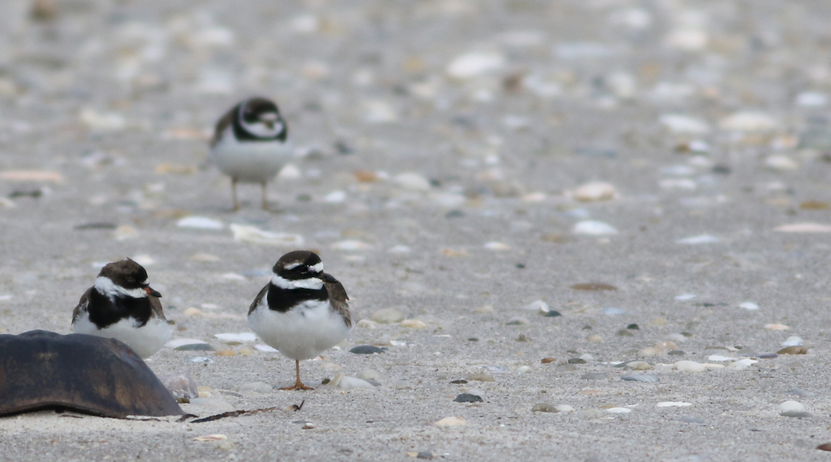Common Ringed Plover - ML605752871