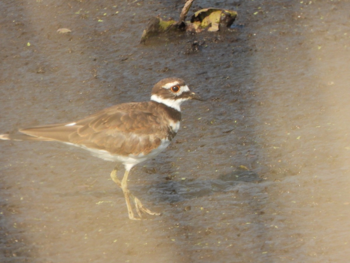 Semipalmated Plover - ML605760971