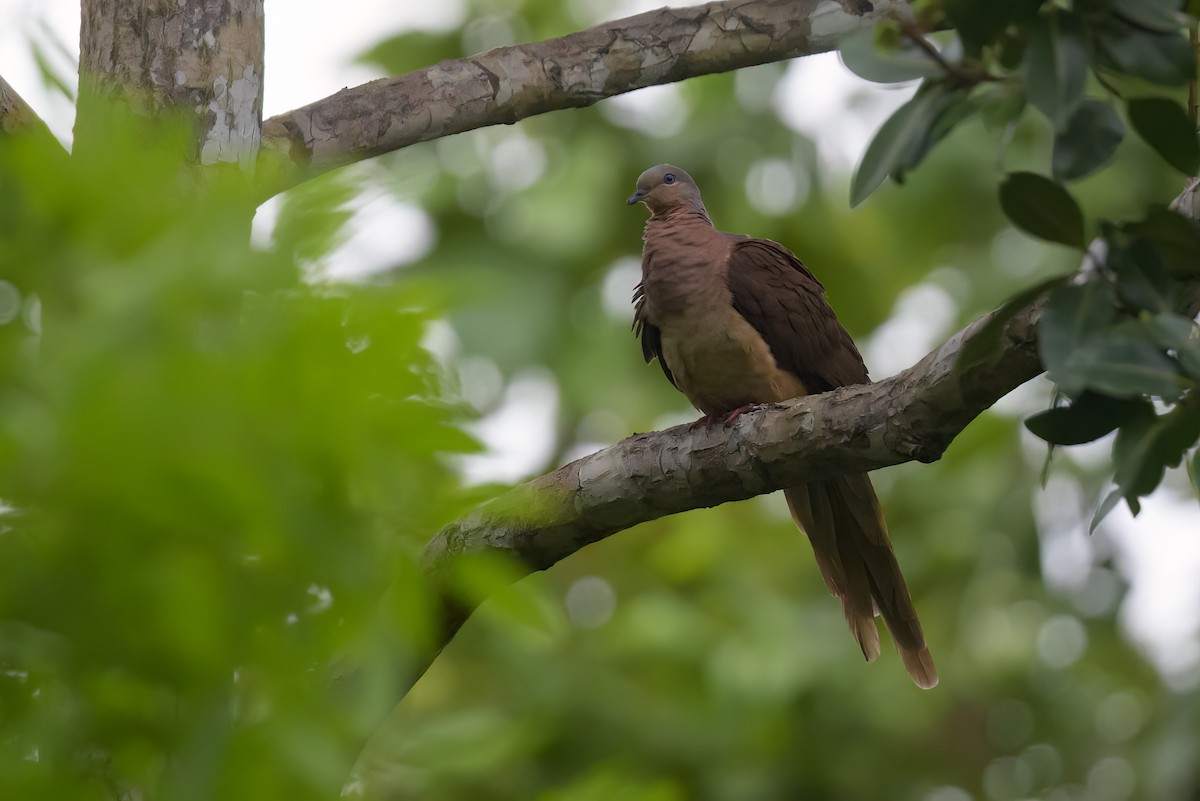 Brown Cuckoo-Dove - ML605764441