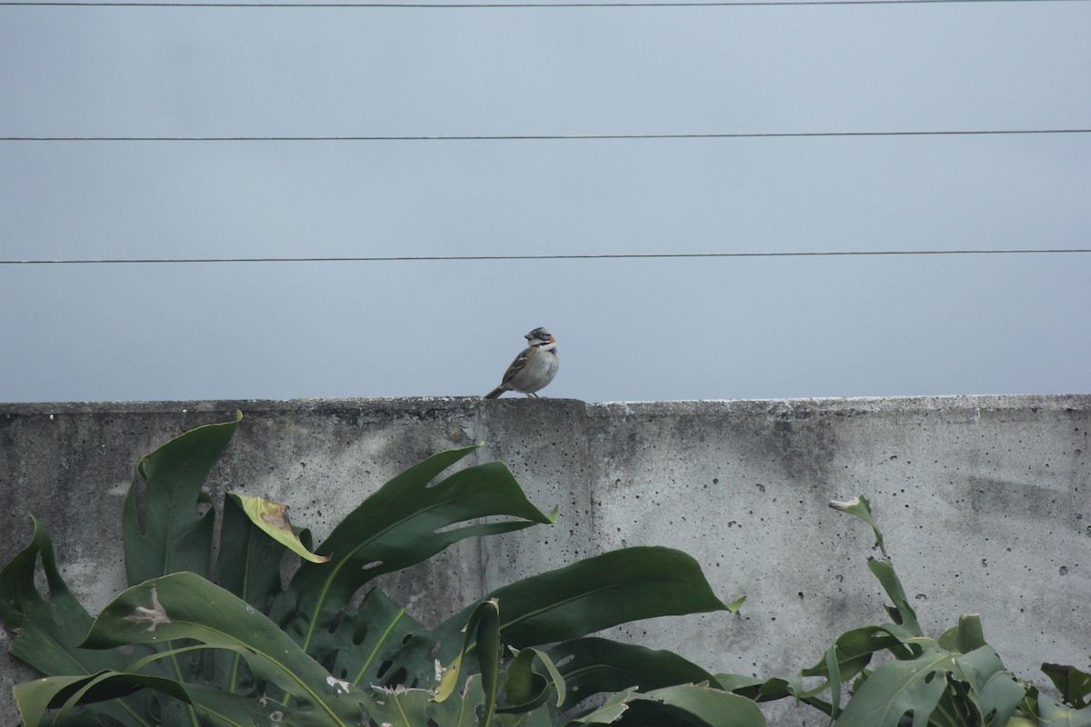Rufous-collared Sparrow - ML605766031