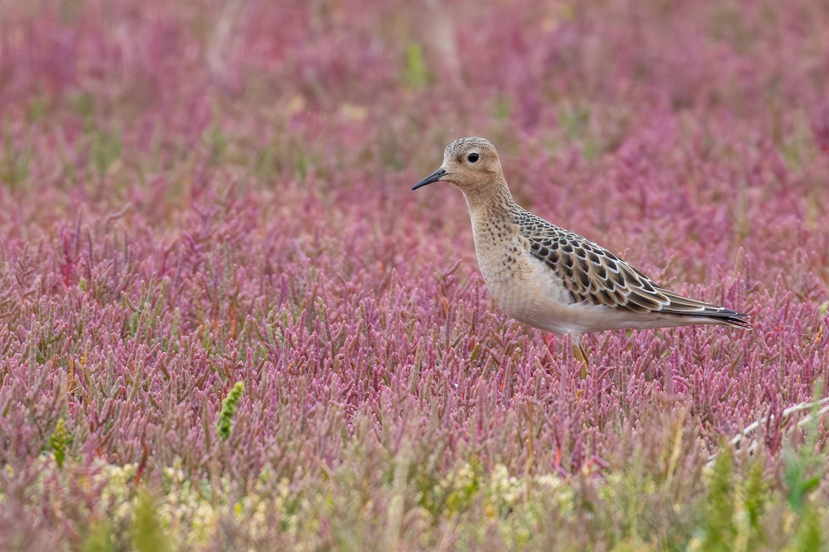 In August 2024, Win a Place in the Cornell Lab’s Shorebird Identification course