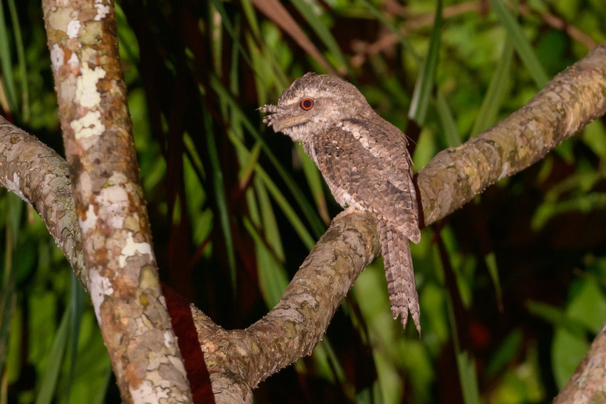 Marbled Frogmouth - ML605768801