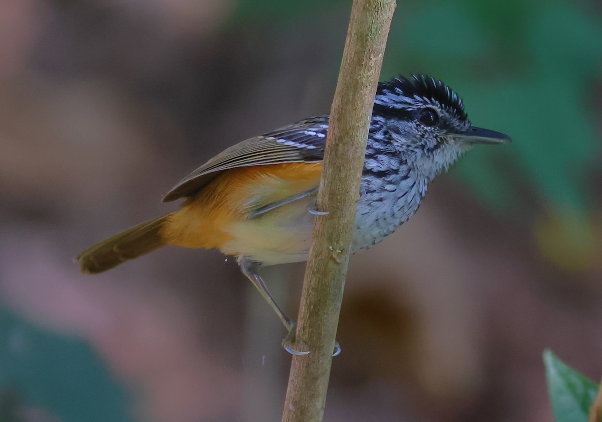 Rondonia Warbling-Antbird - ML605770131