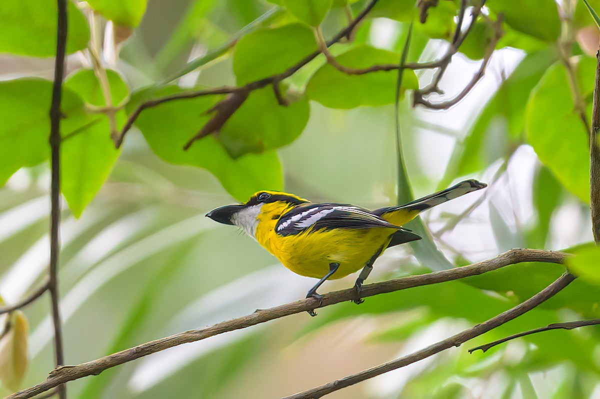 Yellow-breasted Boatbill - ML605770751