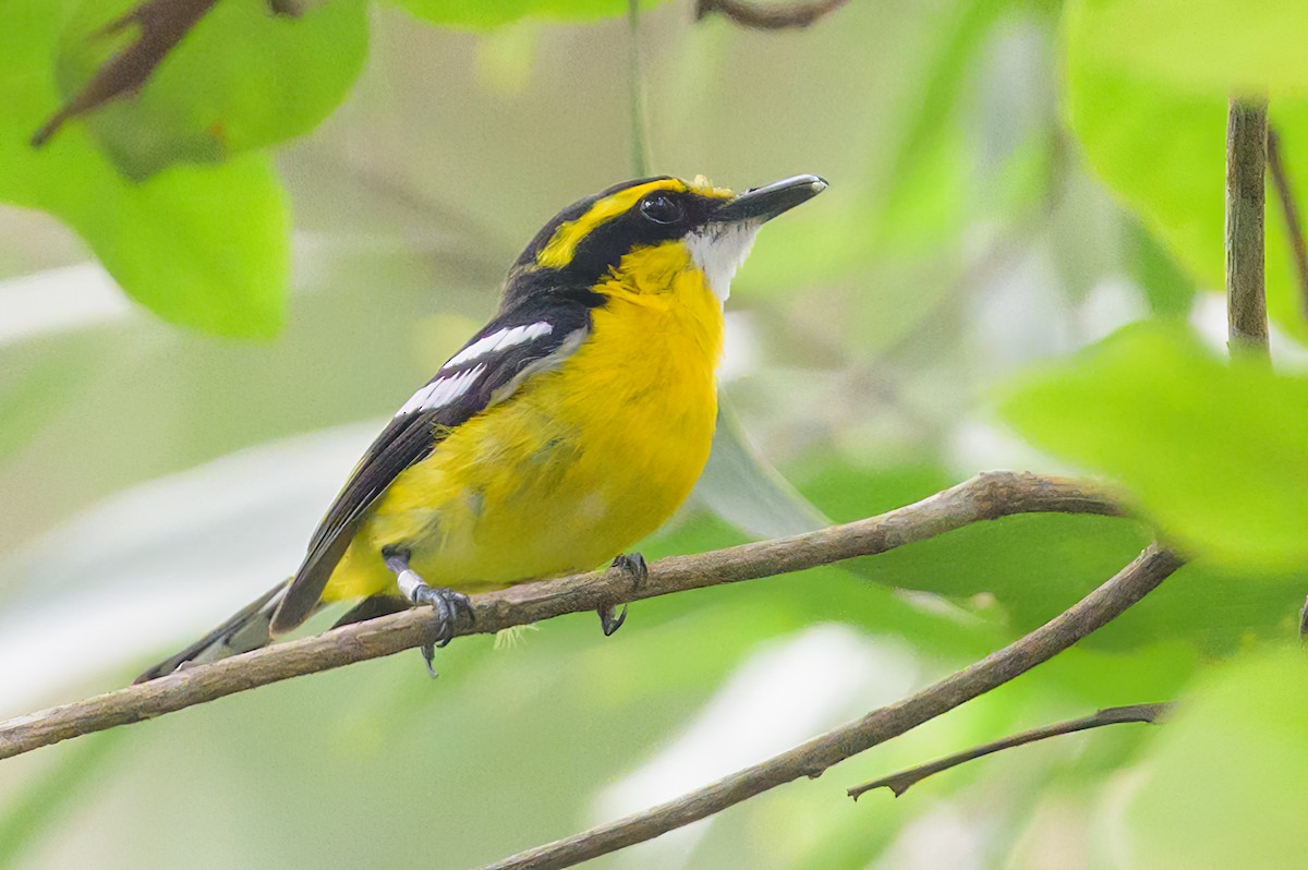 Yellow-breasted Boatbill - ML605770761